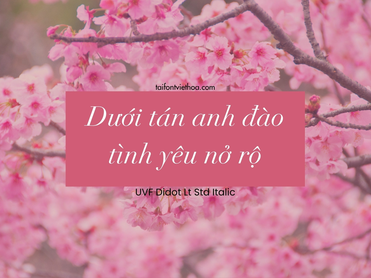 Font việt hóa UVF Didot Lt Std Italic