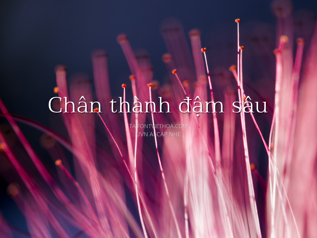 Font việt hóa UVN Ai Cap Nhe